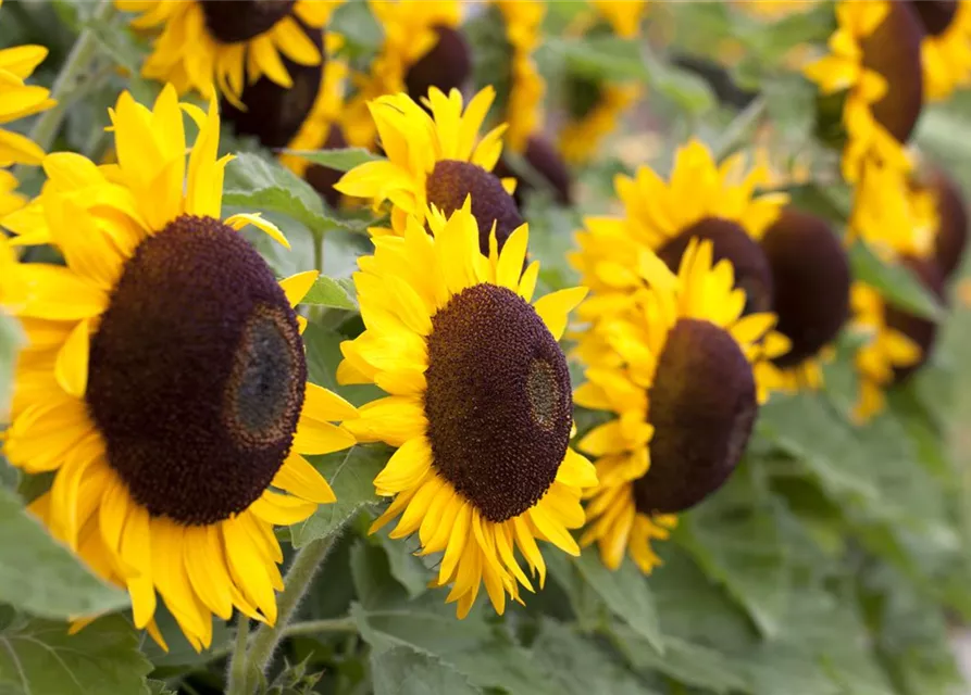 Sonnenblume Big Smile Helianthus Annuus Big Smile Oldenburger