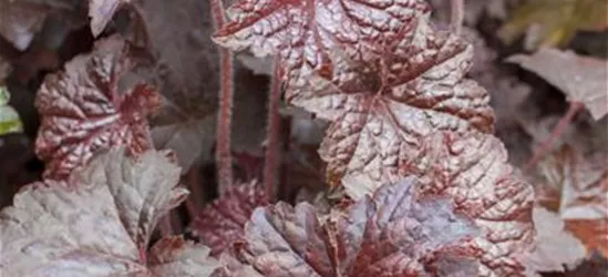 Garten Silbergl Ckchen Palace Purple Heuchera Micrantha Palace