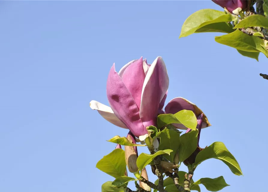 R Magnolia 'Satisfaction'®