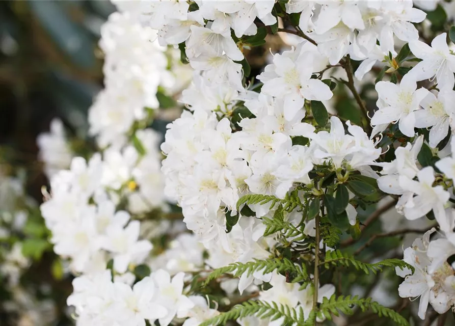 Karolina-Rhododendron 'Dora Amateis'