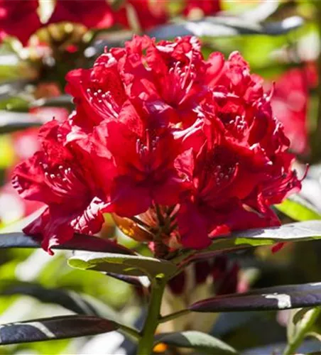 Rhododendron-Hybride 'Karl Naue'
