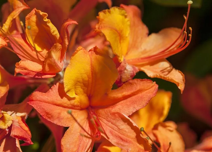 Pontischer Rhododendron 'Sämling'