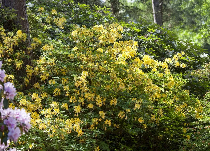 Pontischer Rhododendron 'Sämling'