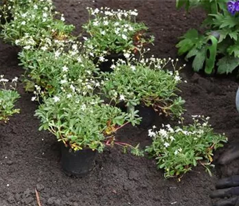 Fingerkraut - Einpflanzen im Garten