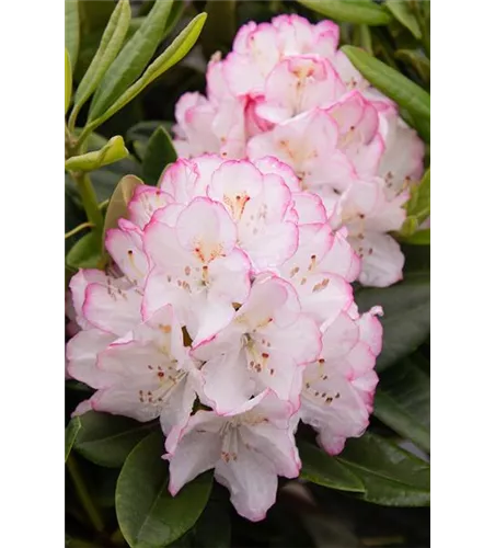 Rhododendron hybrida 'Picotee'