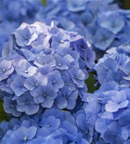 Hydrangea macrophylla 'Music-Collection'® 'Blue Ballad'®