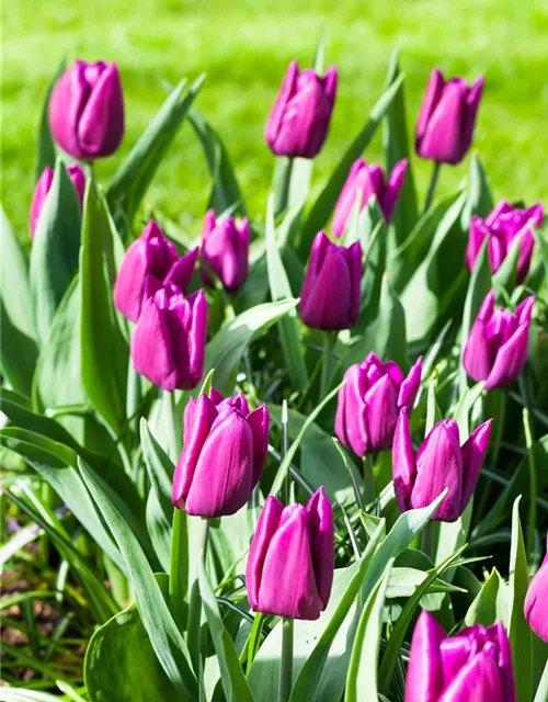 Blumenzwiebel Tulpe Purple Prince Tulipa Purple Prince