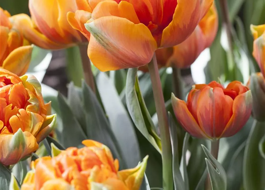 Blumenzwiebel Gef Llte Tulpe Orange Princess Tulipa Orange