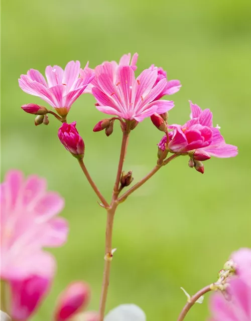 Lewisia cotyledon, pink