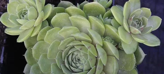 Garten-Hauswurz Garten-Hauswurz