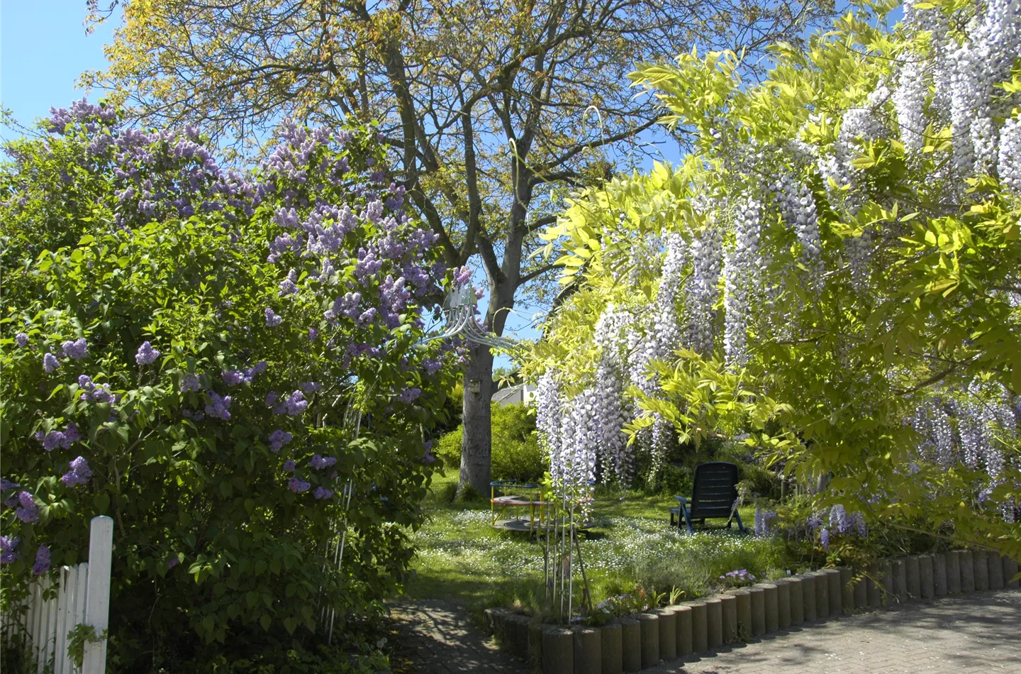 Gartenansicht mit Flieder und Blauregen (GS635965.jpg)