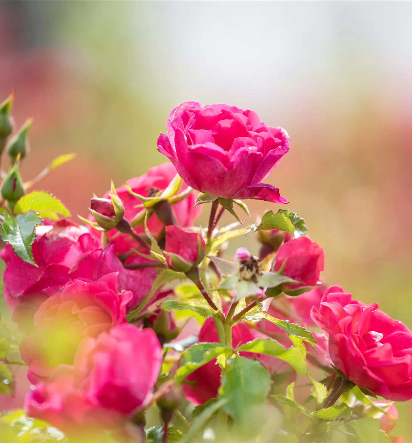 Rosen sind besonders beliebte Gartenpflanzen