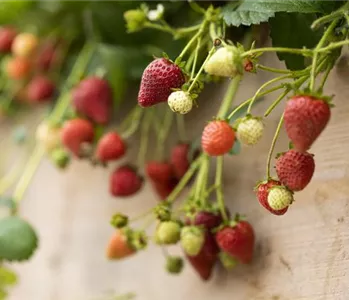 Erdbeeren – das passende Obst für alle Naschkatzen