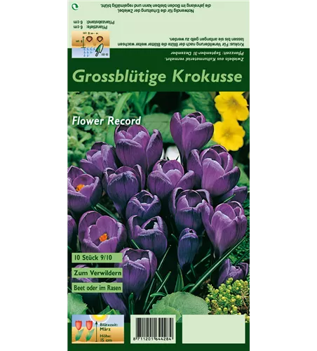 Frühlings-Krokus 'Flower Record'