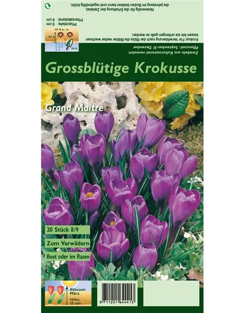 Frühlings-Krokus 'Grand Maitre'