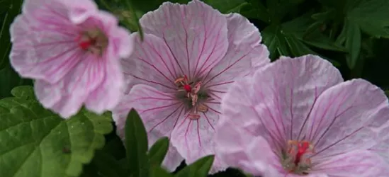 Garten-Blut-Storchschnabel 'Vision Light Pink'