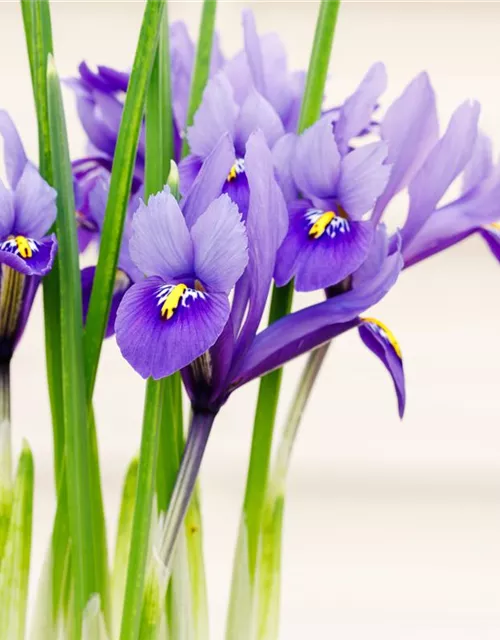 Holländische Iris