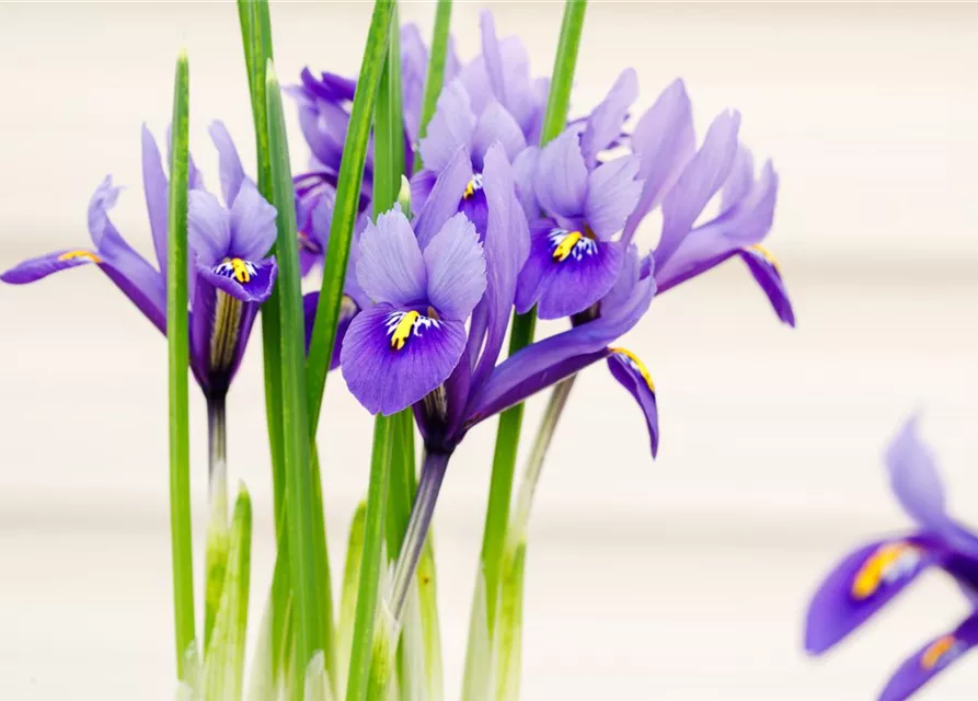 Holländische Iris