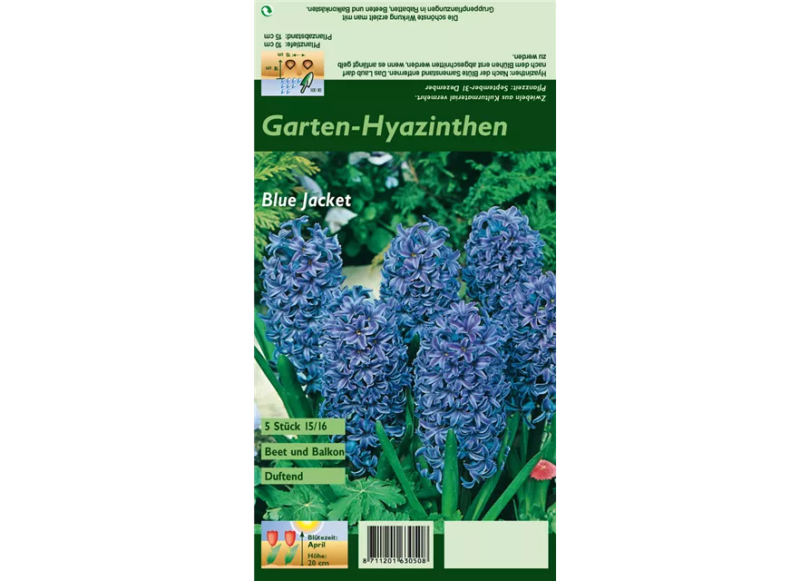 Hyazinthe 'Blue Jacket'