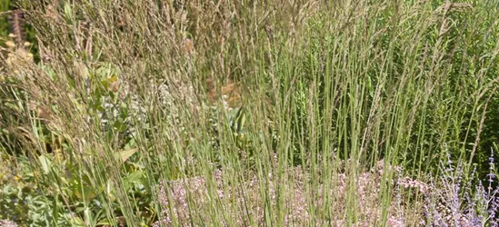 Kleines Garten-Pfeifengras 'Dauerstrahl'