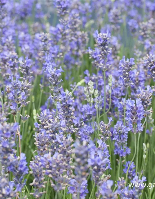 Provence-Lavendel