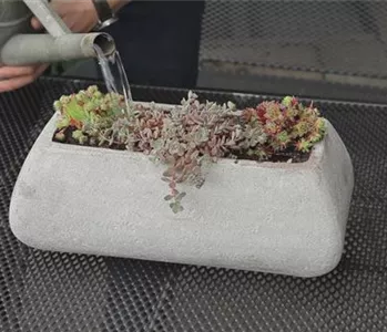 Steingartengewächse - Einpflanzen in ein Gefäß