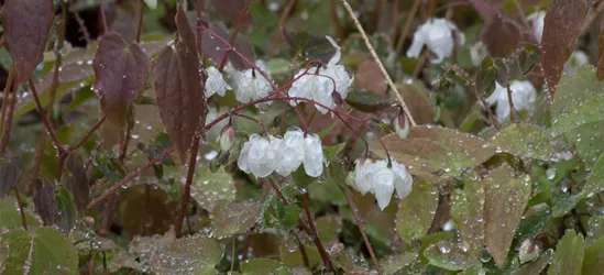 Zierliche Garten-Elfenblume 'Niveum'