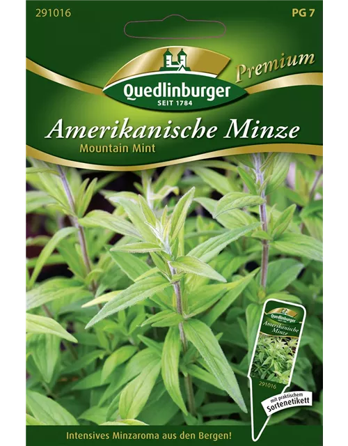 Amerikanische Minze-Samen 'Mountain Mint'