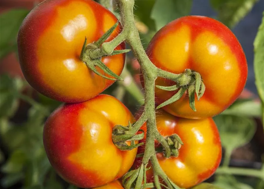 Tomatensamen 'Goldene Königin'
