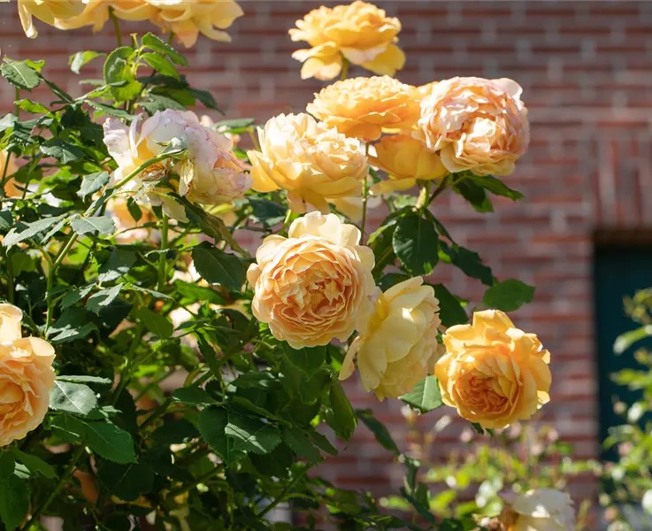 Rosen im Herbst pflanzen und vorsorgen