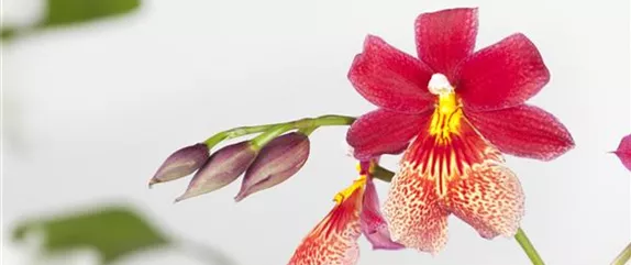 Orchideen – Königliche Schönheiten in vielfältigsten Farben 