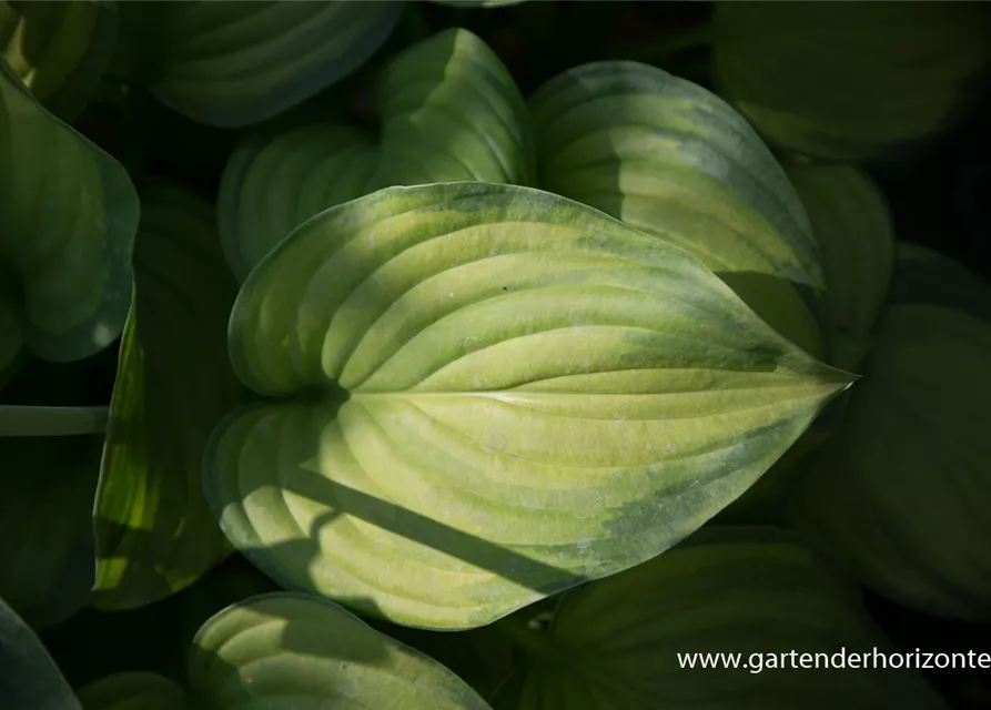 Duftende Garten-Lilien-Funkie 'Guacamole'