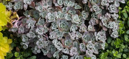 Spatelblättriges Garten-Fettblatt 'Purpureum'