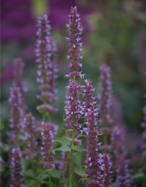 Garten-Duftnessel 'Purple Haze'