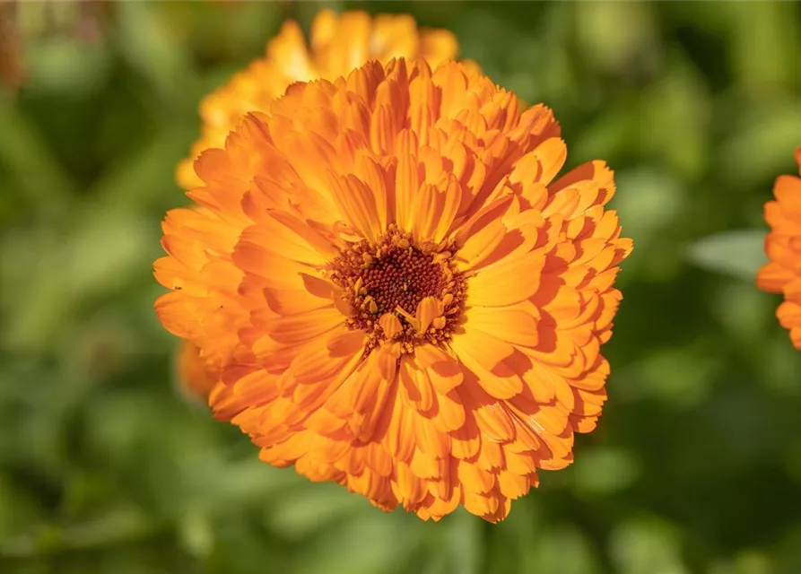 Ringelblume 'Mercadela', Calendula officinalis 'Mercadela' - Oldenburger  Wohngarten - Design für Zuhause