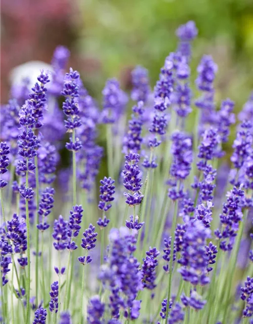 Echter Lavendel 'Vienco® Purple'