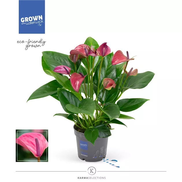 Flamingoblume 'KARMA Purple', Anthurium x andreanum 'KARMA Purple' -  Oldenburger Wohngarten - Design für Zuhause