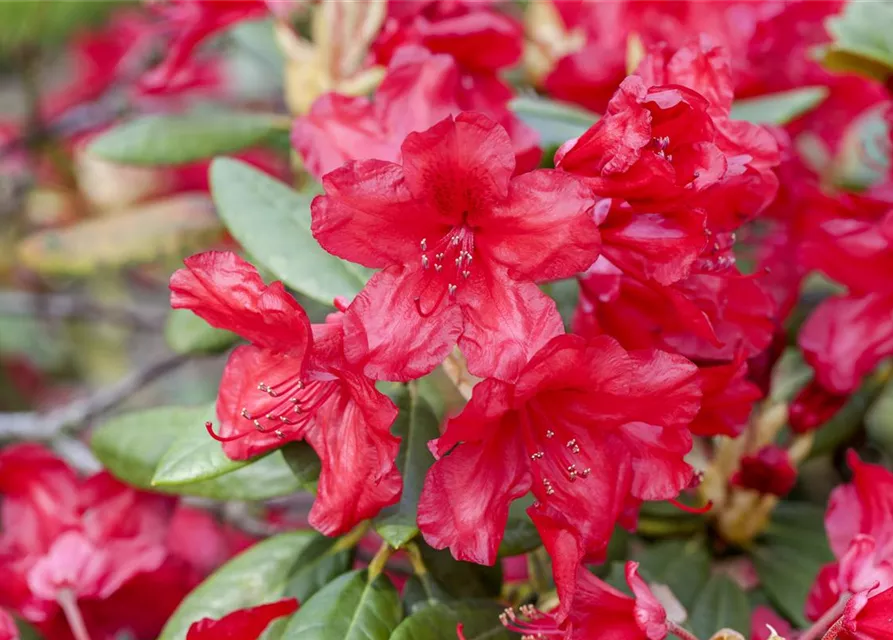 Yaku-Rhododendron 'Bohlken´s Roter Stern'®
