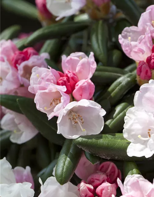 Rhododendron 'Koichiro Wada'