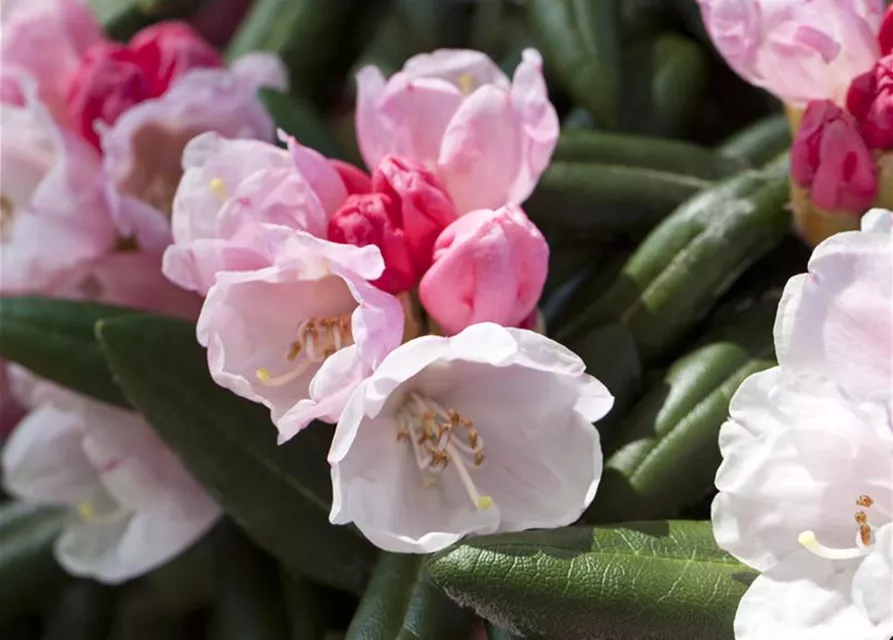 Rhododendron 'Koichiro Wada'