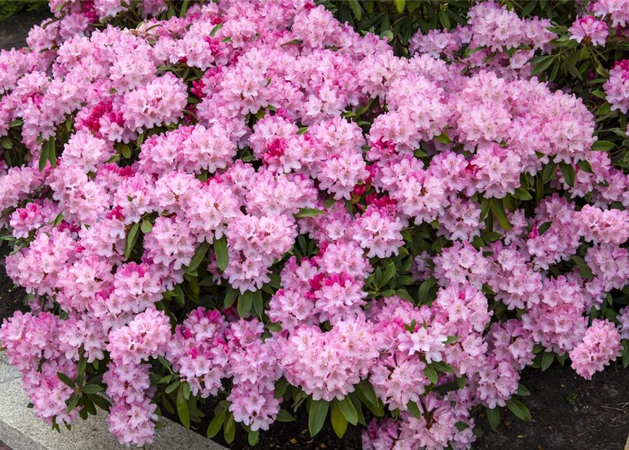Yaku-Rhododendron 'Tina Heinje'