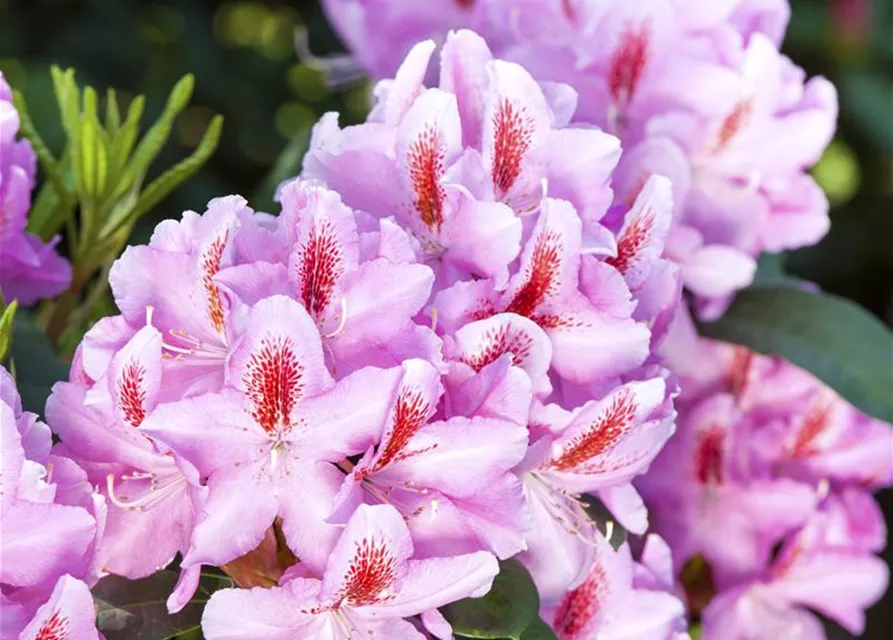 Rhododendron-Hybride 'Furnivall's Daughter'