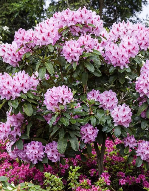 Rhododendron-Hybride 'Furnivall's Daughter'