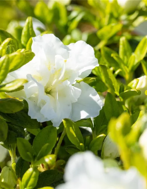 Rhododendron obtusum 'Maischnee'®