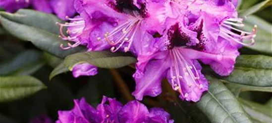 Rhododendron-Hybride 'Blaue Jungs'