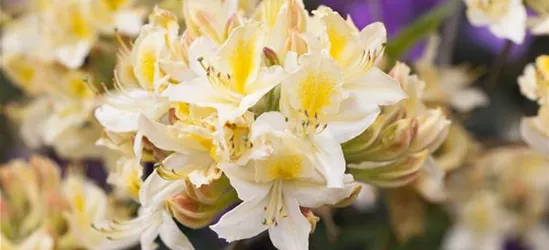 R Rhododendron luteum 'Daviesii'