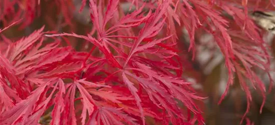 R Acer palmatum 'Dissectum Crimson Princess'