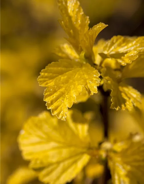 Physocarpus opulifolius 'Dart's Gold'