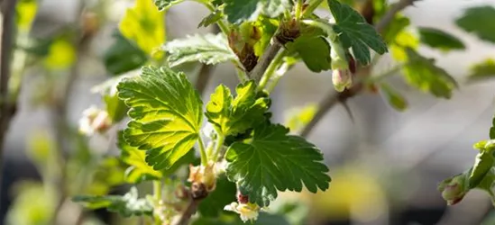 Stachelbeere Polar Fruits® 'Green Goose Berry'