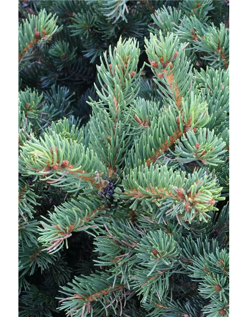 Picea pungens 'Lucky Strike'